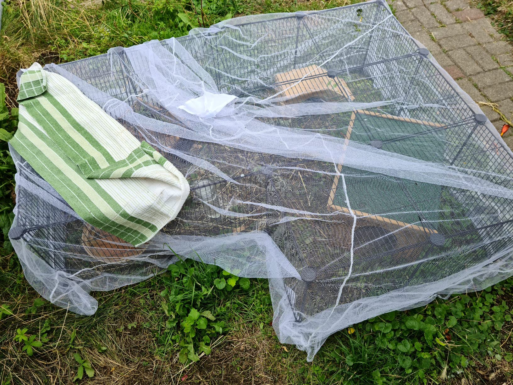 Kaninchen lieben es