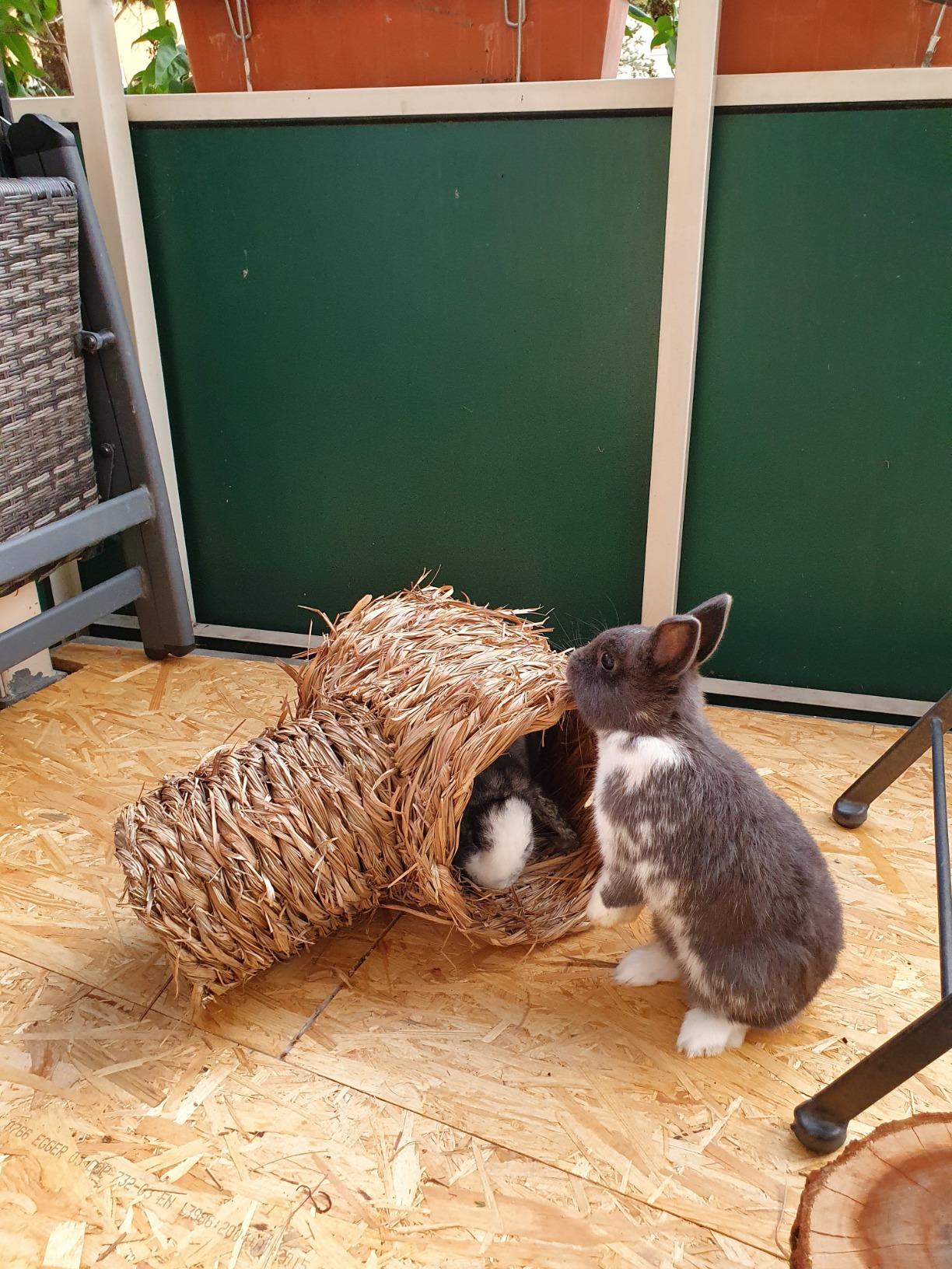 Unsere Kaninchen sind eingezogen