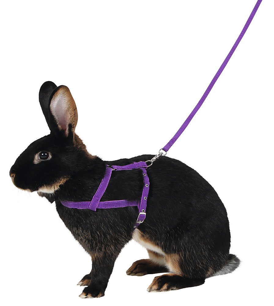 kerbl-pet-agility-schultergeschirr-mit-leine-2-m-gr-m-lila image 1