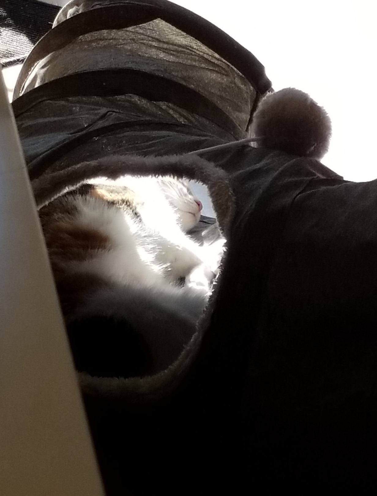 Lieblingsplatz meiner Katze