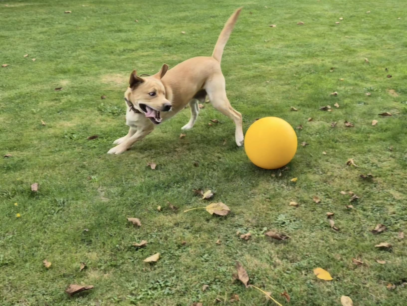 Macht müde Hunde glücklich