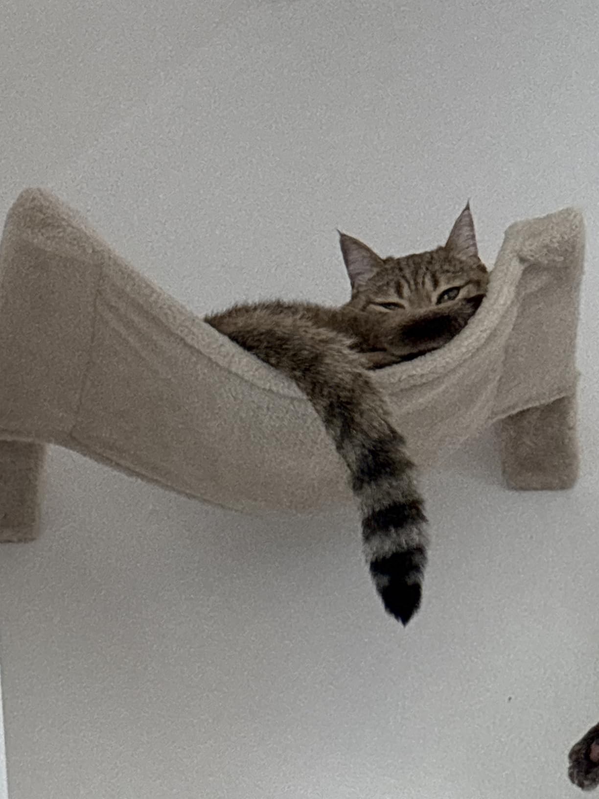 Nett, aber nur für leichte Katzen