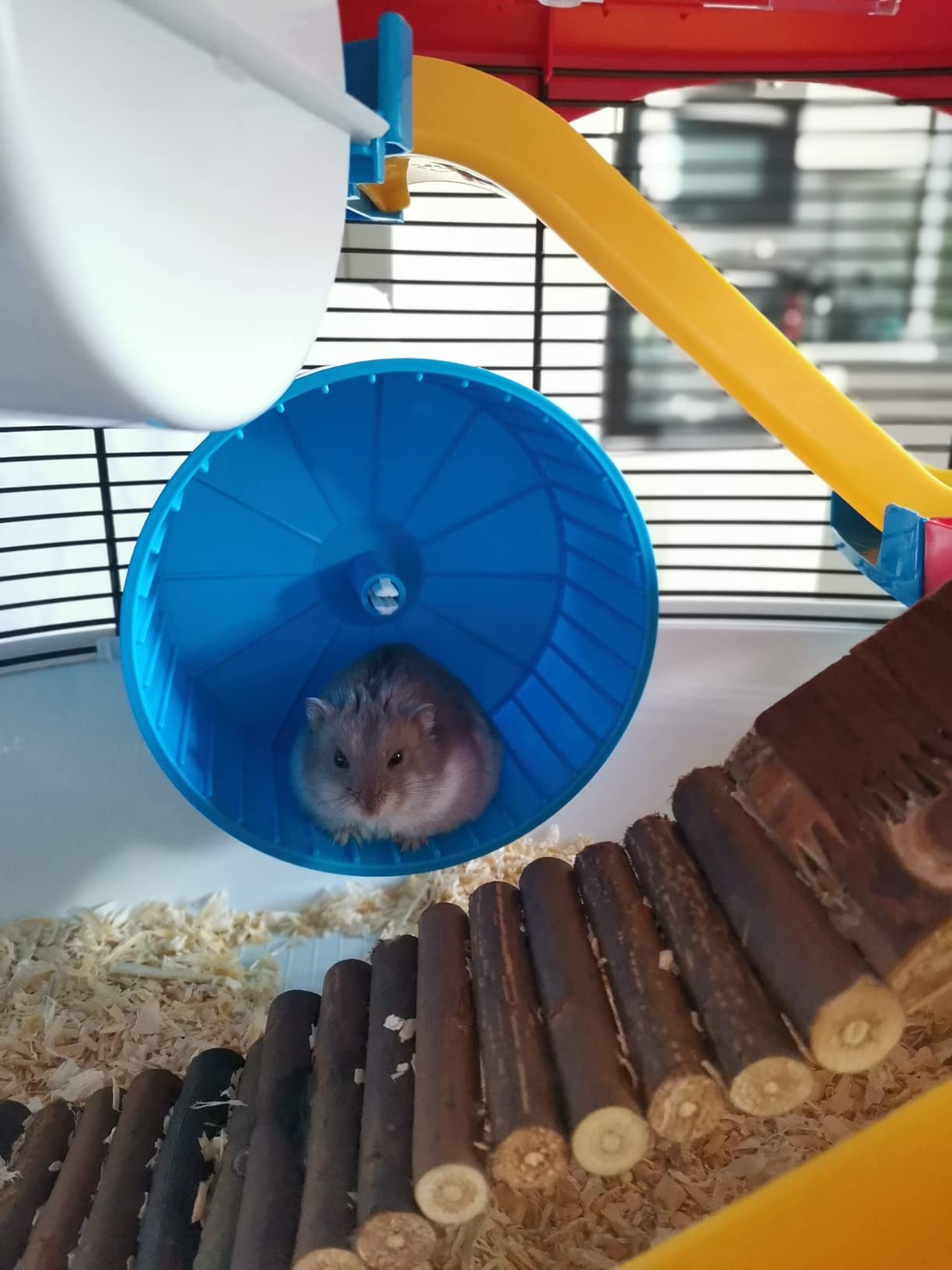 Hamsterparadies