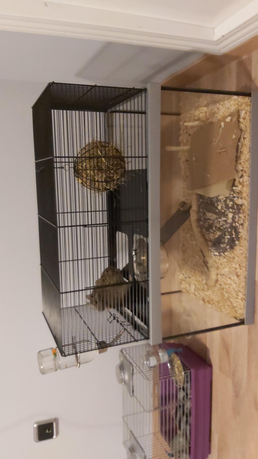 Top Terrarium, glückliche Mäuse