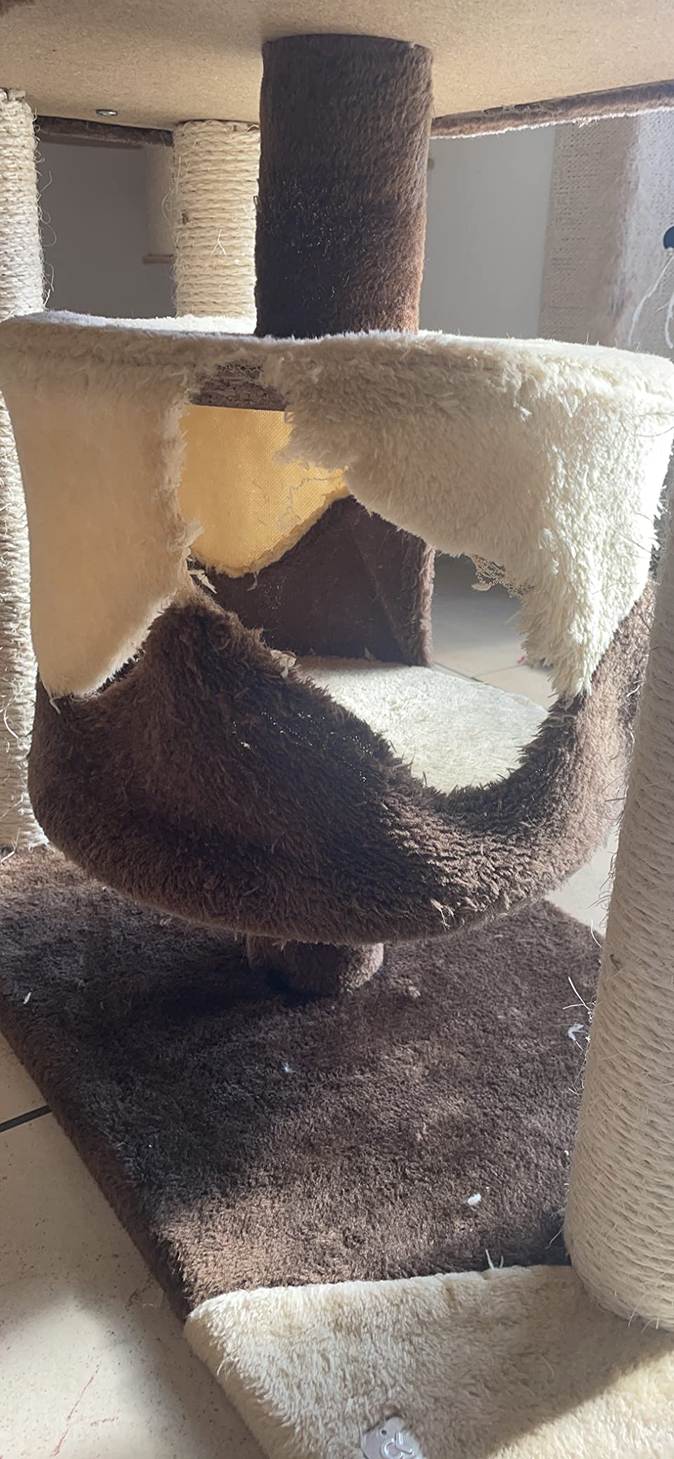 Gut für Kitten, für Große zu klein