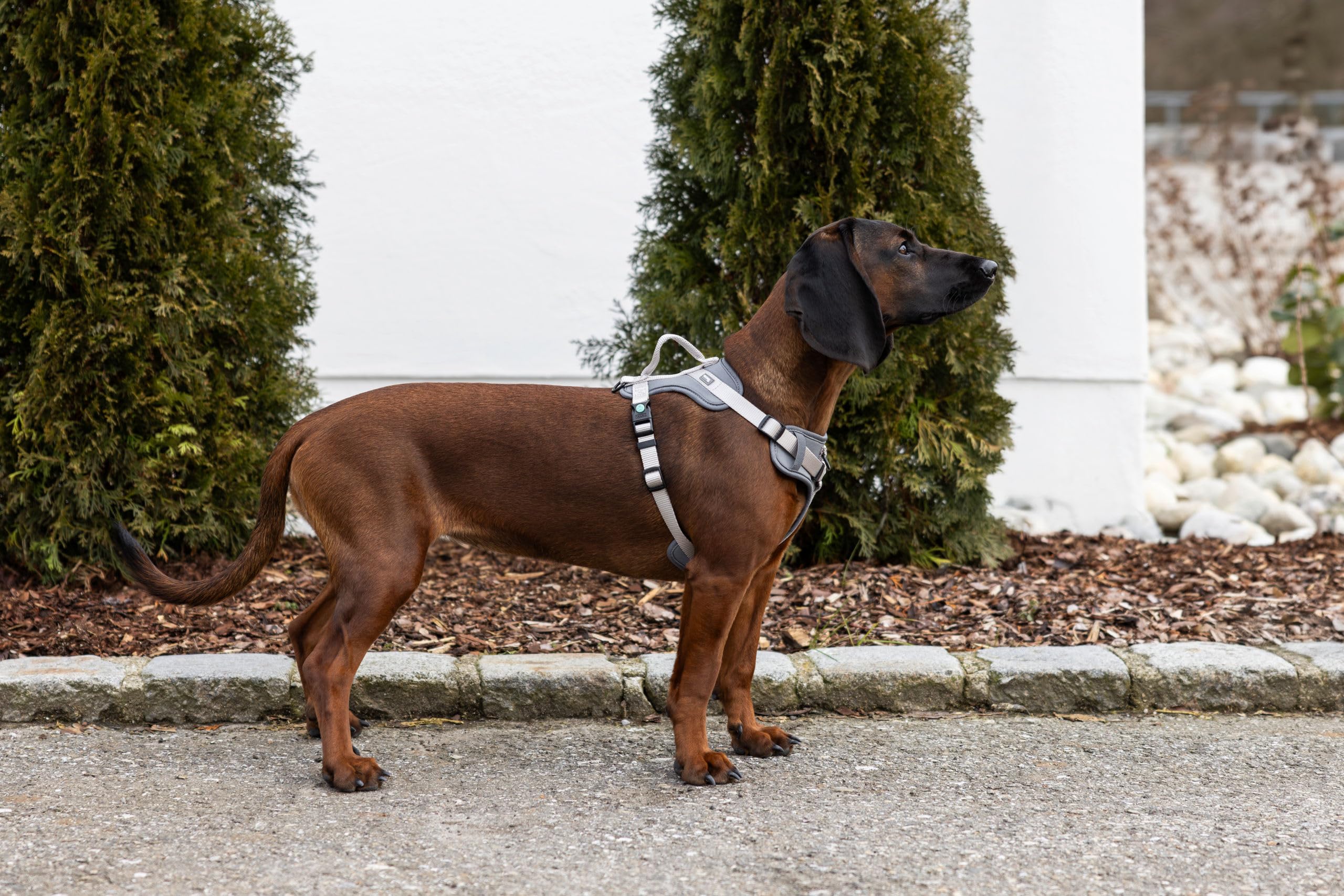 kerbl-pet-hundegeschirr-fitty-grau-beige-15-mm-30-50-cm-y-geschirr-nylon image 7