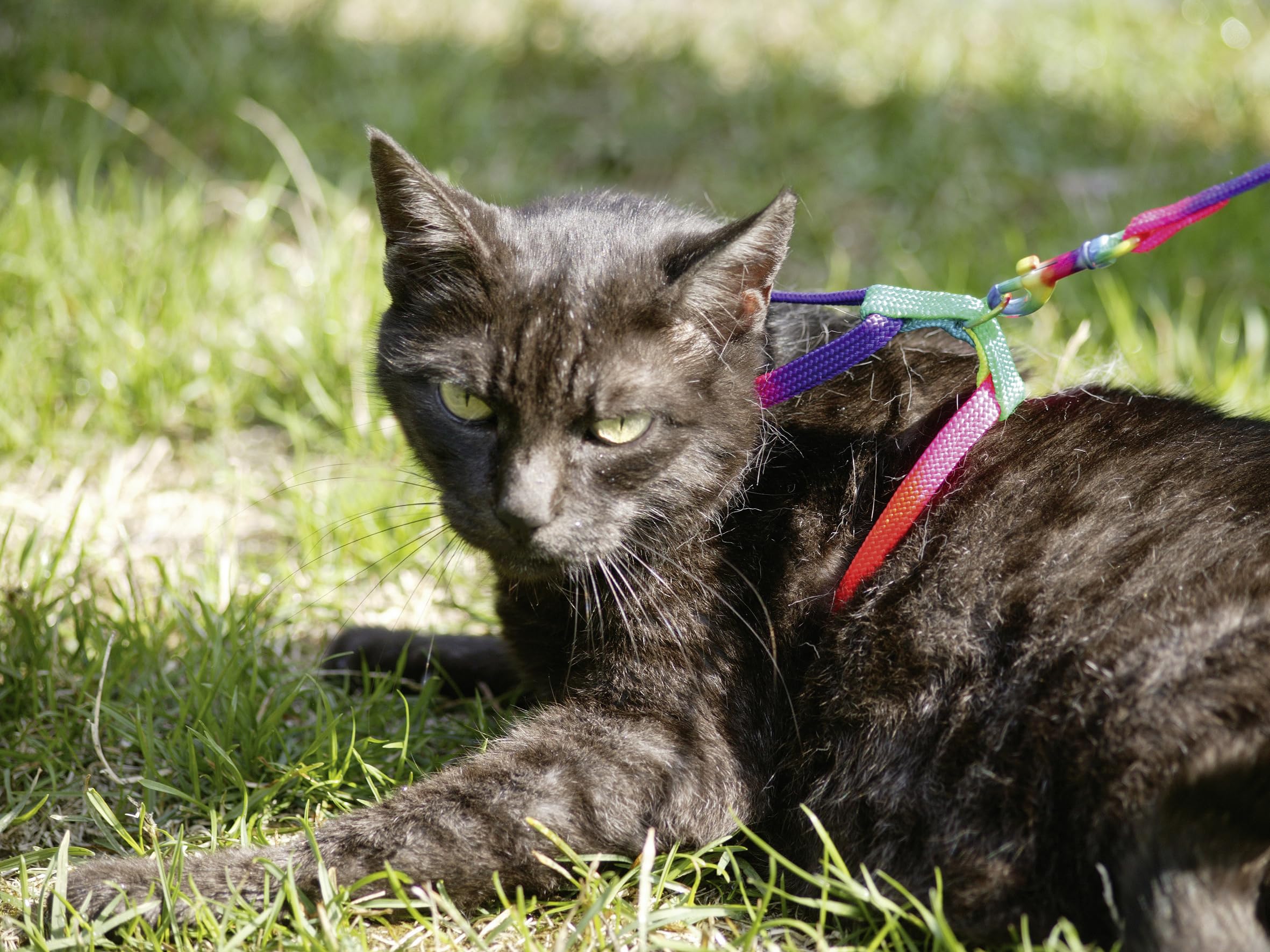 kerbl-pet-katzengeschirr-rainbow-leine-10-mm-120-cm image 2