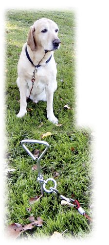kerbl-anlegespirale-8-mm-x-40-cm-mit-laufleine-6-m-f-r-hunde-bis-30-kg image 5