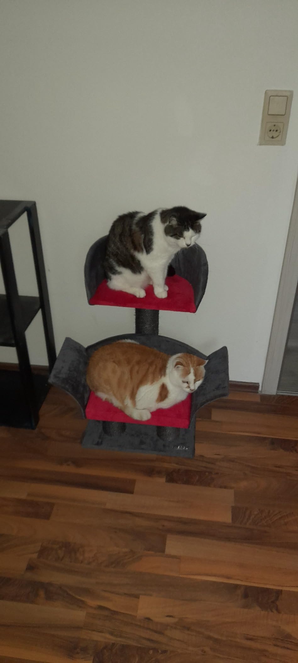 Stabil für Kitten