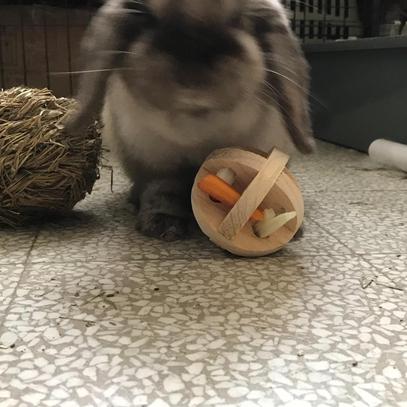 Okay für Zwergkaninchen