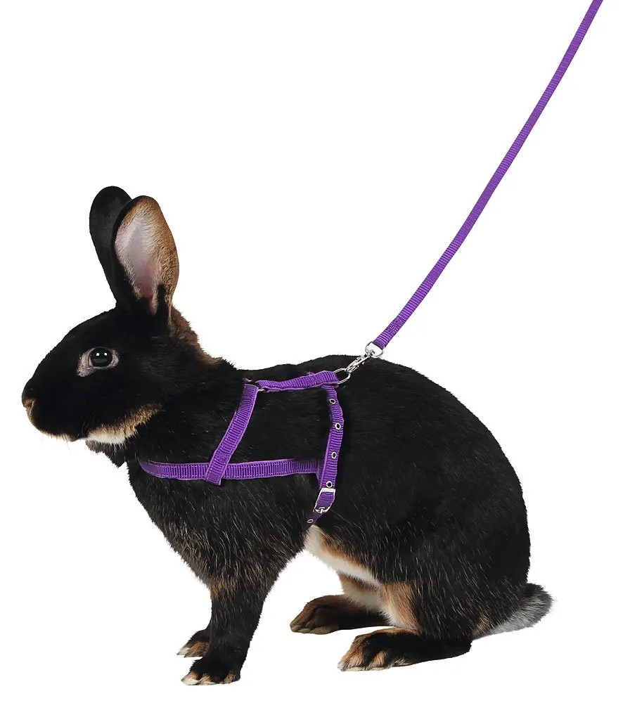 kerbl-pet-agility-schultergeschirr-mit-leine-2-m-gr-m-lila image 1