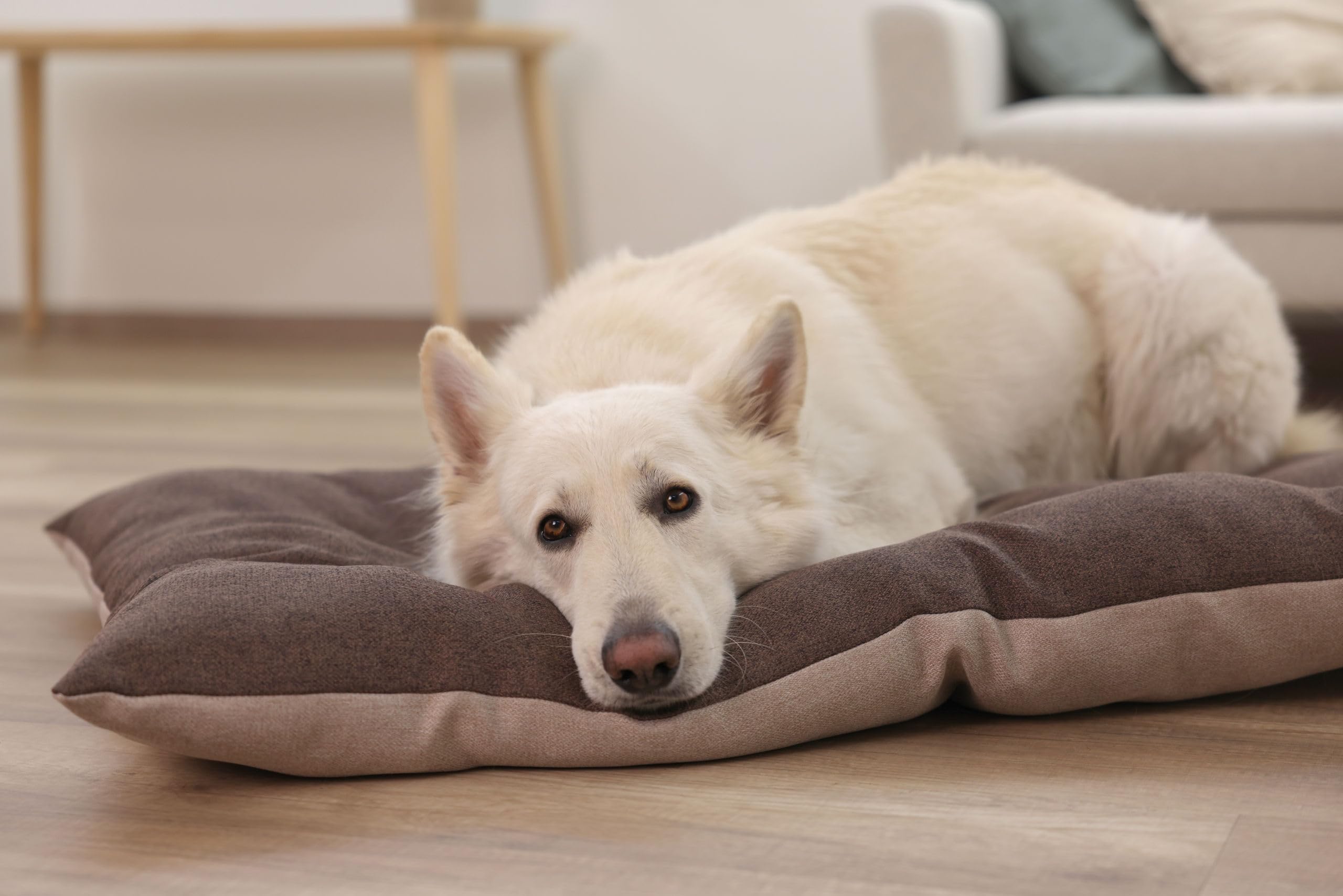 kerbl-pet-liegekissen-ely-braun-beige-45x70-cm image 6