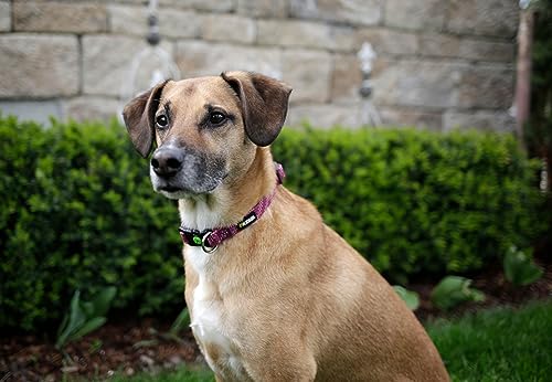 kerbl-pet-halsband-colorado-15-mm-25-35-cm-fuchsia-hundehalsband image 7