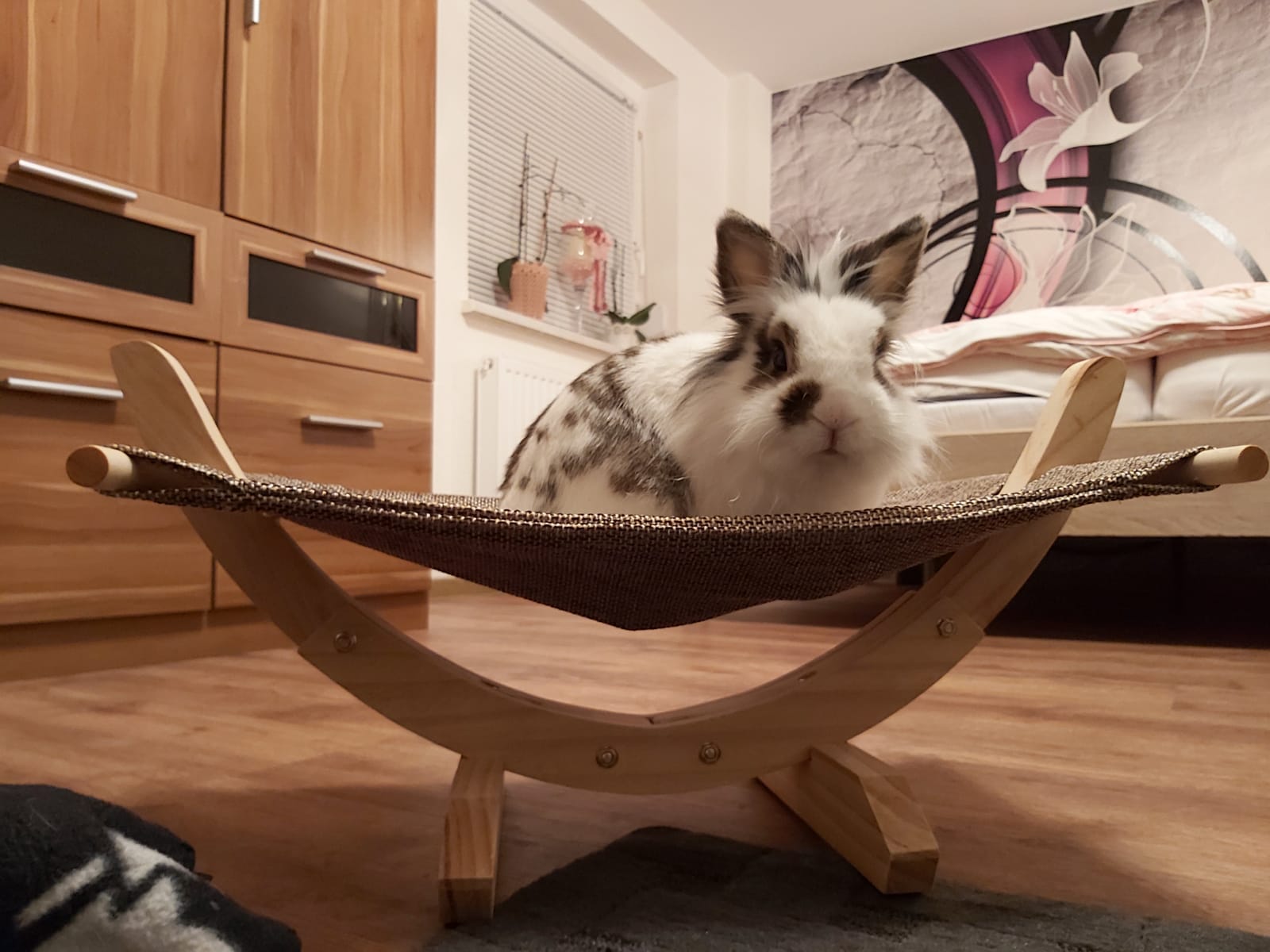 Leider nichts für unseren Kater