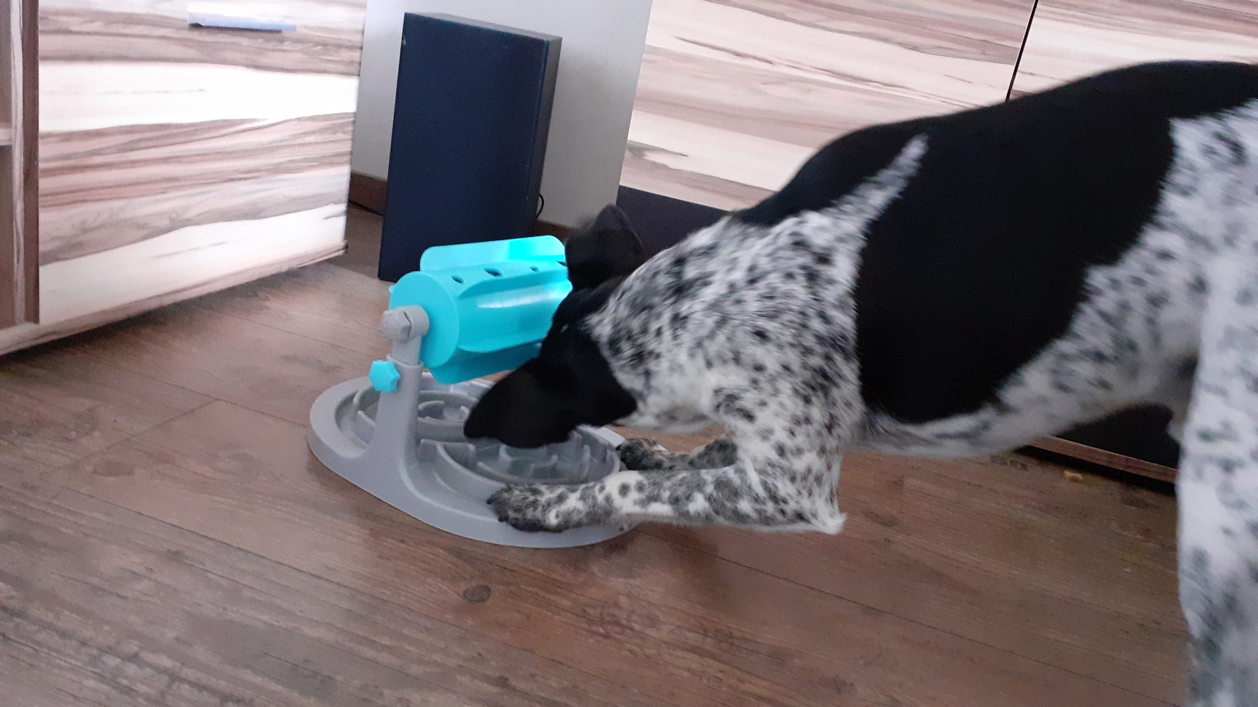 Mein Hund frisst endlich langsamer