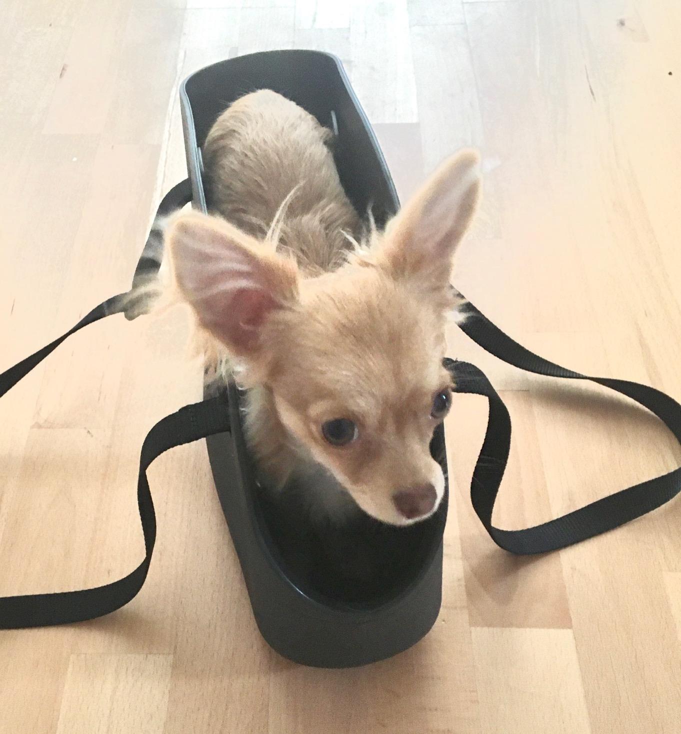 Praktisch für kleine Hunde