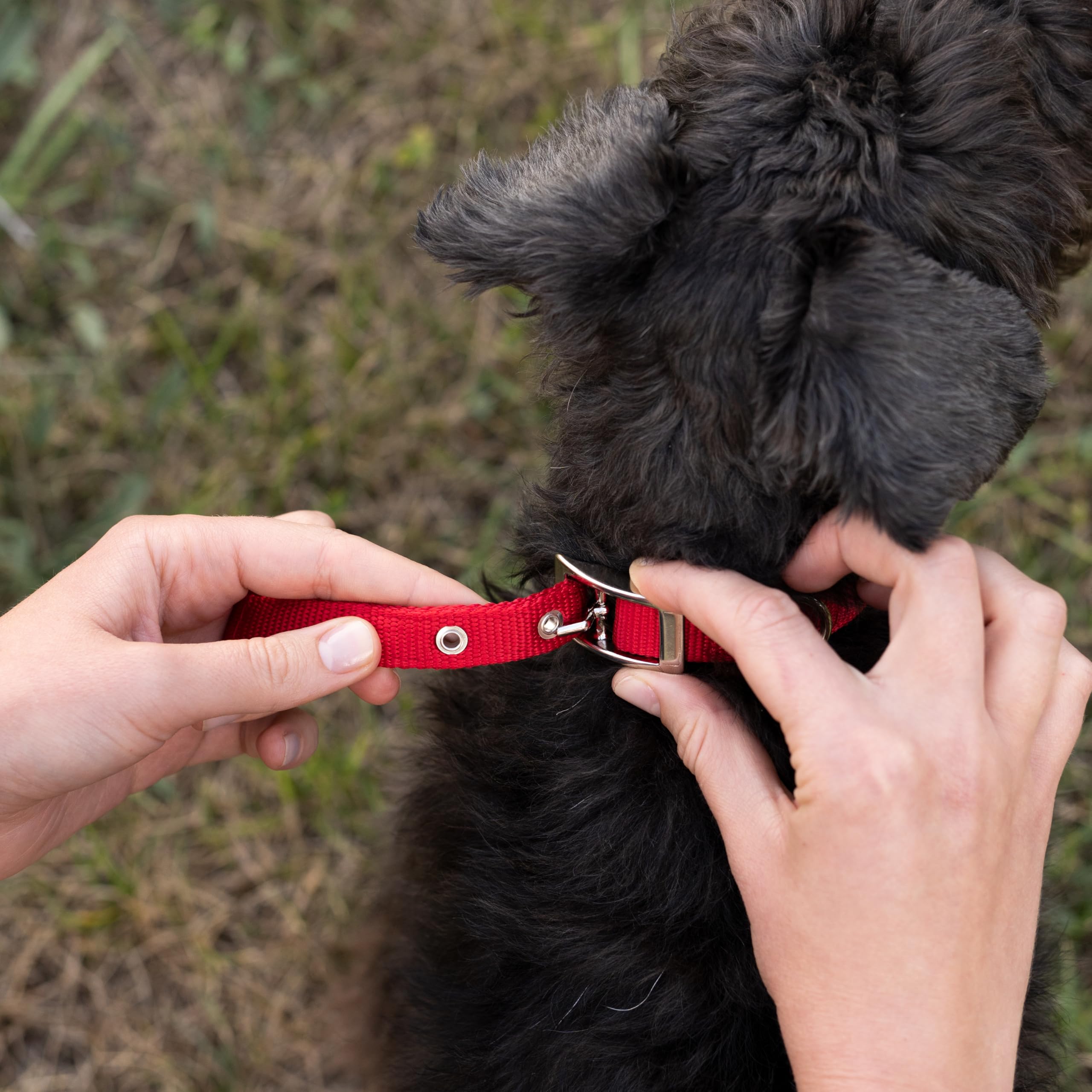 ferplast-hundehalsband-nylon-gepolstert-rot-verstellbar-23-31-cm-1-5-cm-breit image 5
