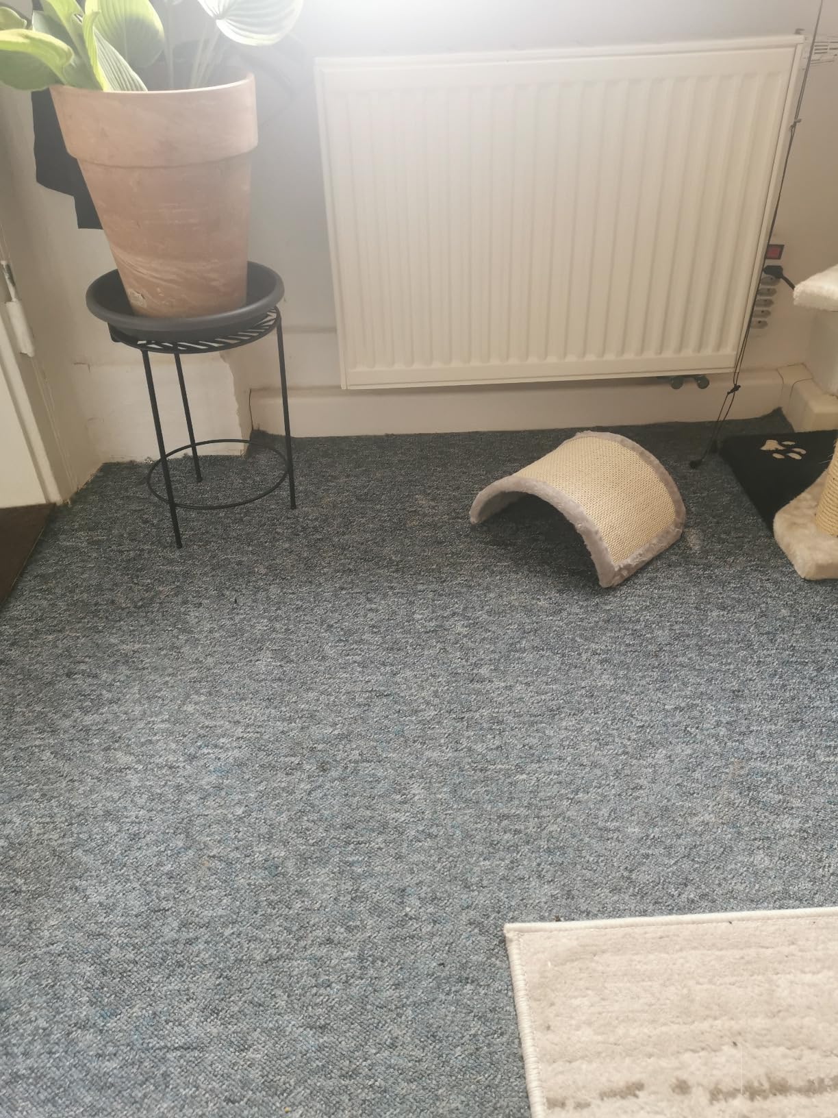 Gut für Kitten