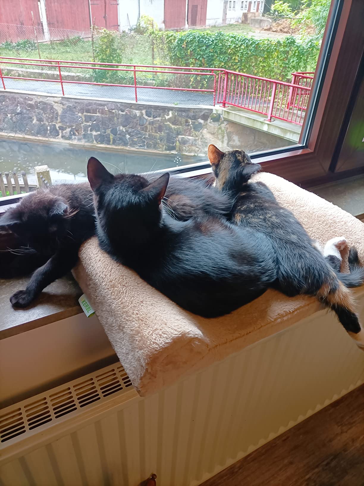 Katzen lieben es