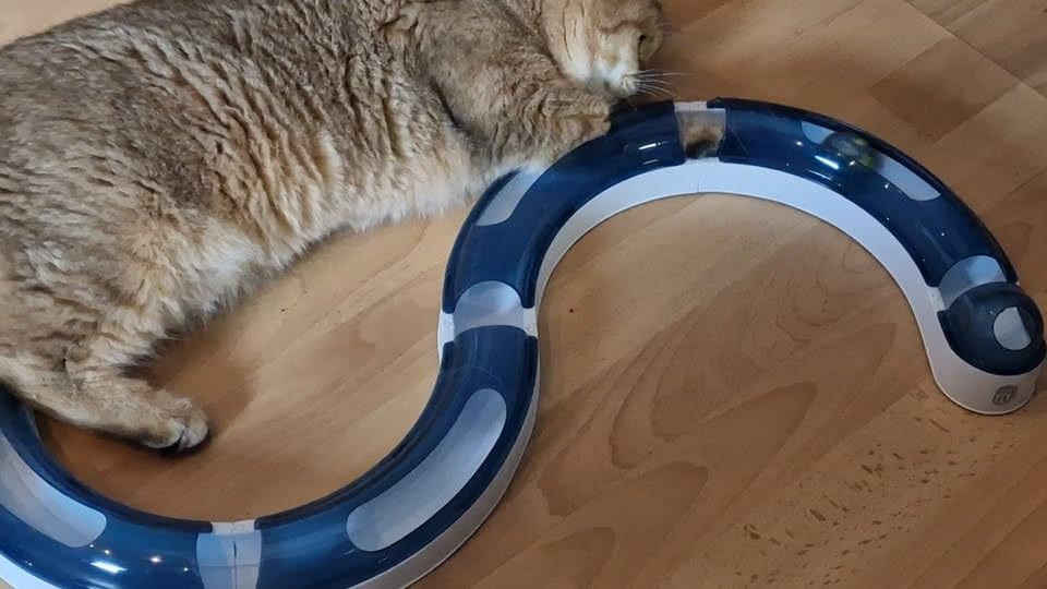 Auch für Kitten genial
