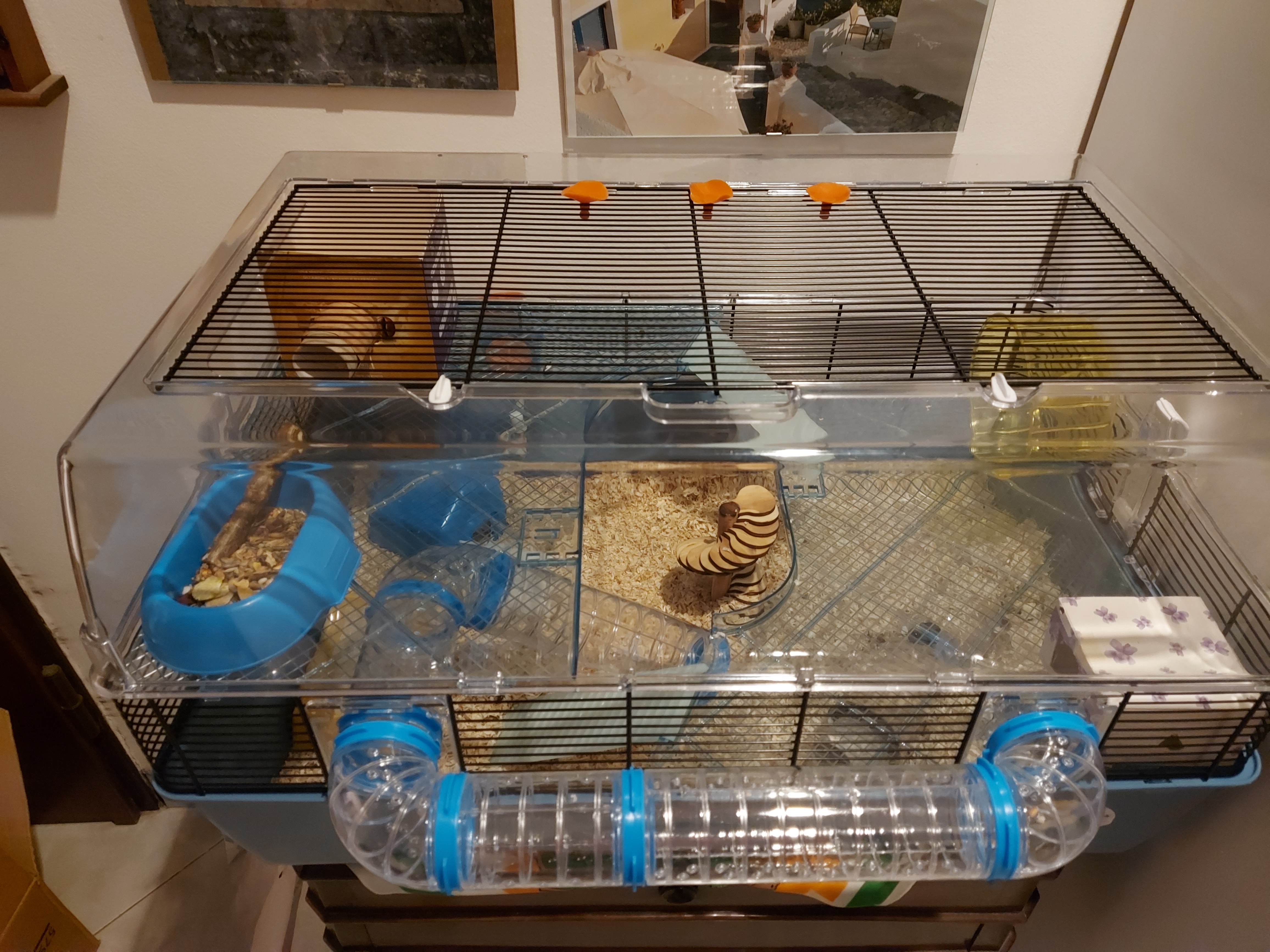 Hamster liebt die Röhren!