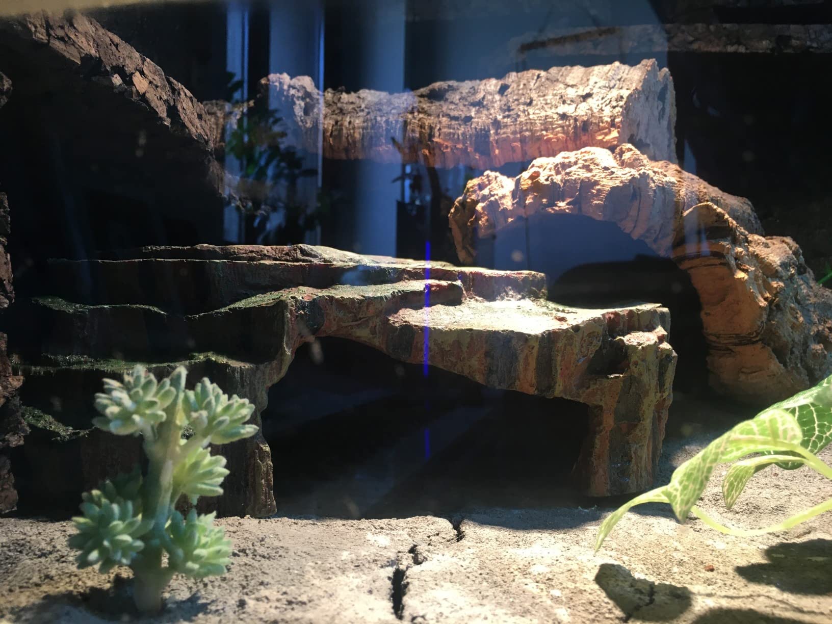 Gecko liebt sie