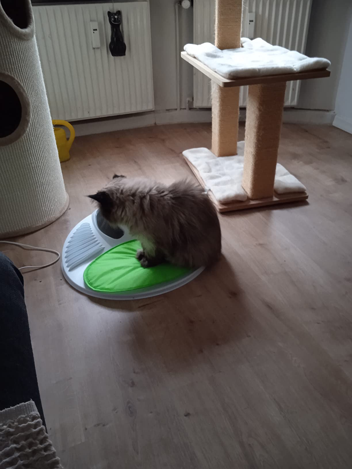 Entspannung nach dem Tierarzt