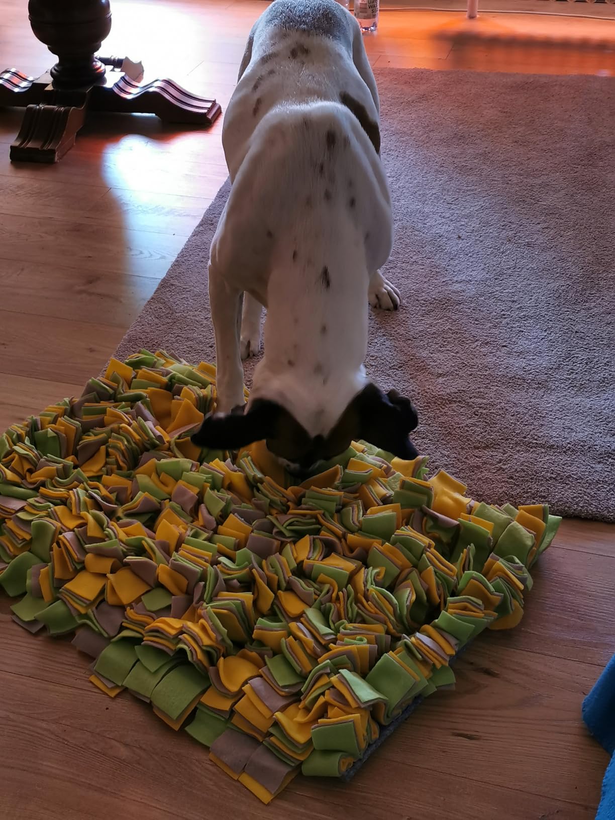 Hund glücklich, ich glücklich