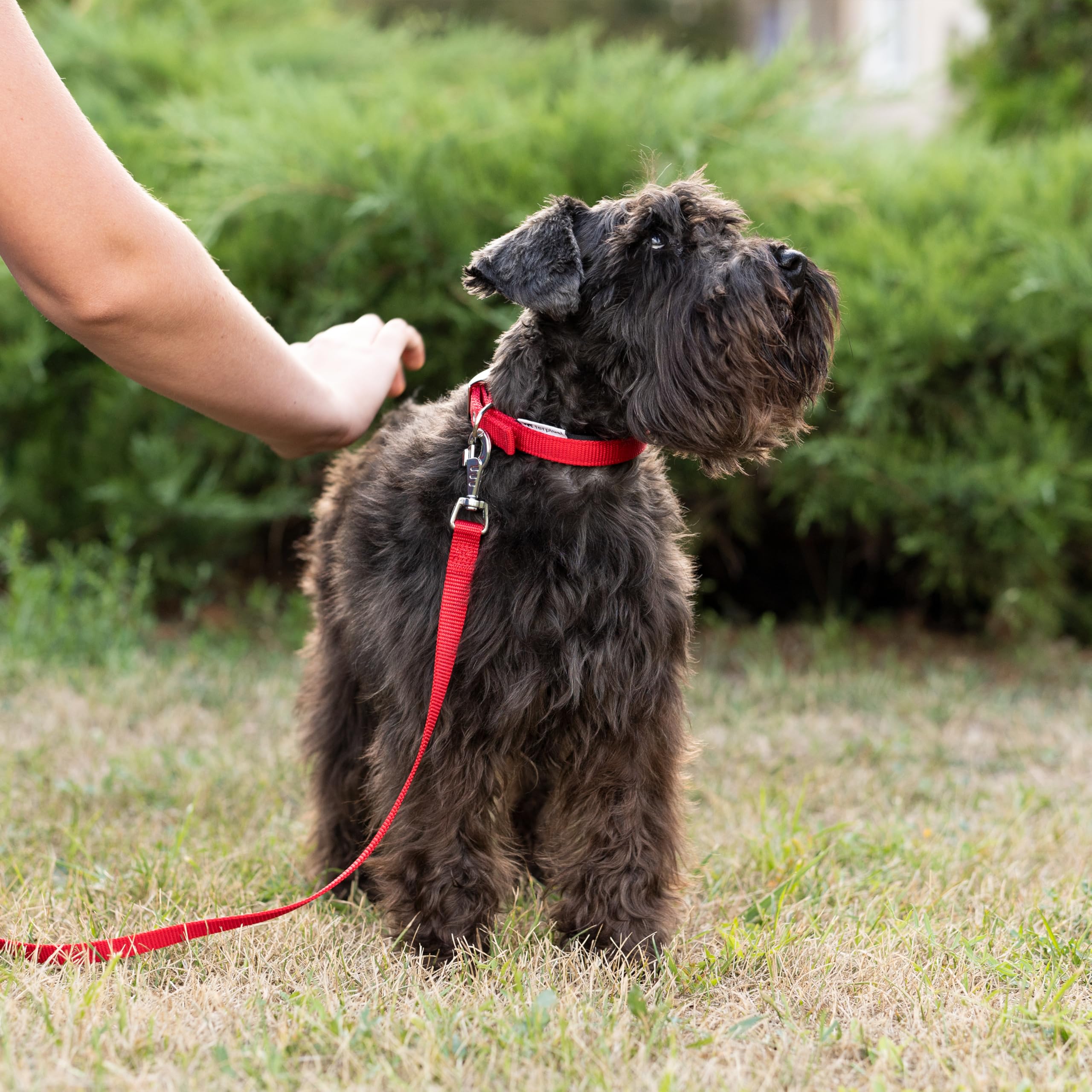 ferplast-hundehalsband-nylon-gepolstert-rot-verstellbar-23-31-cm-1-5-cm-breit image 2