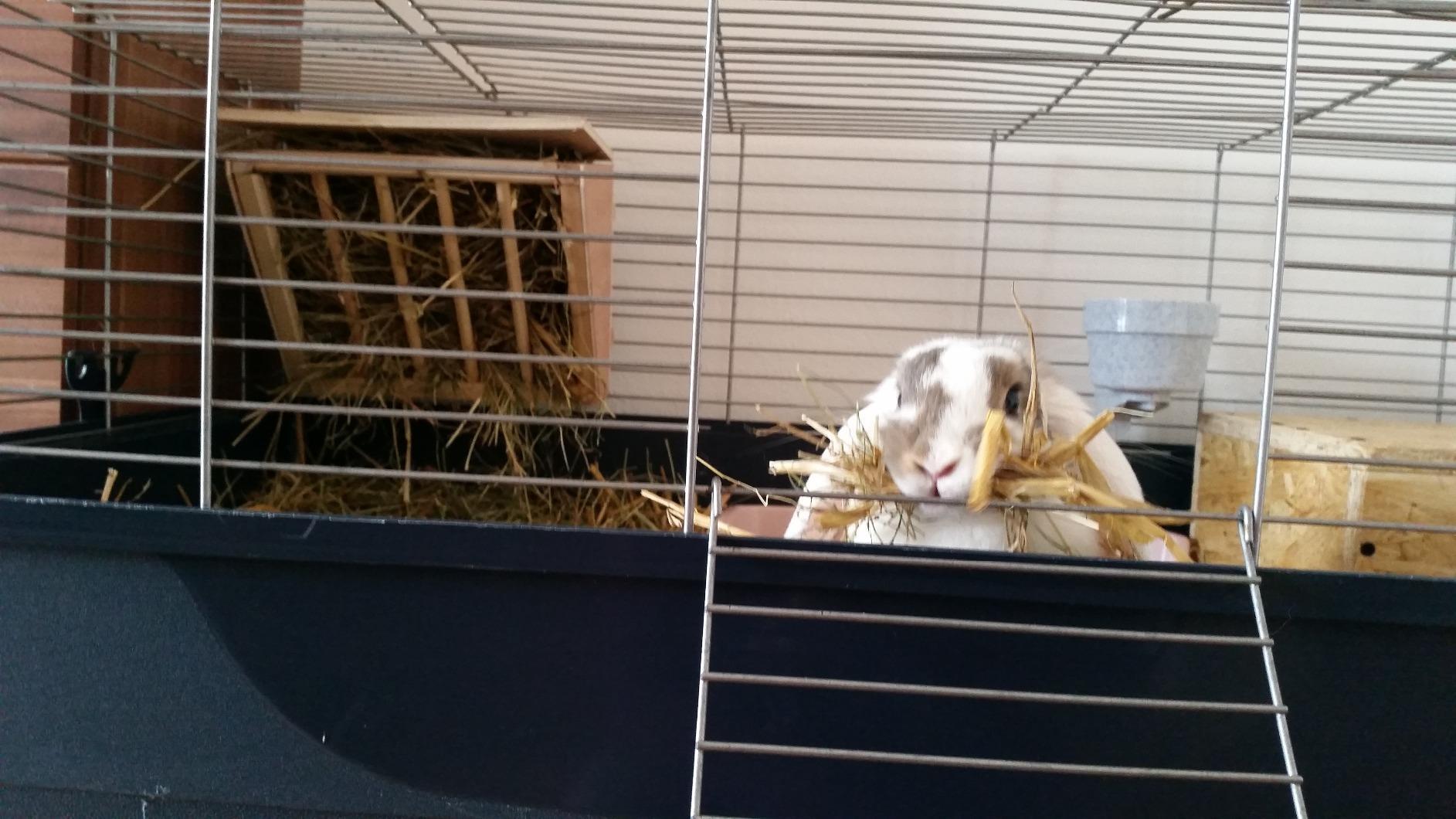 Unsere Kaninchen lieben sie