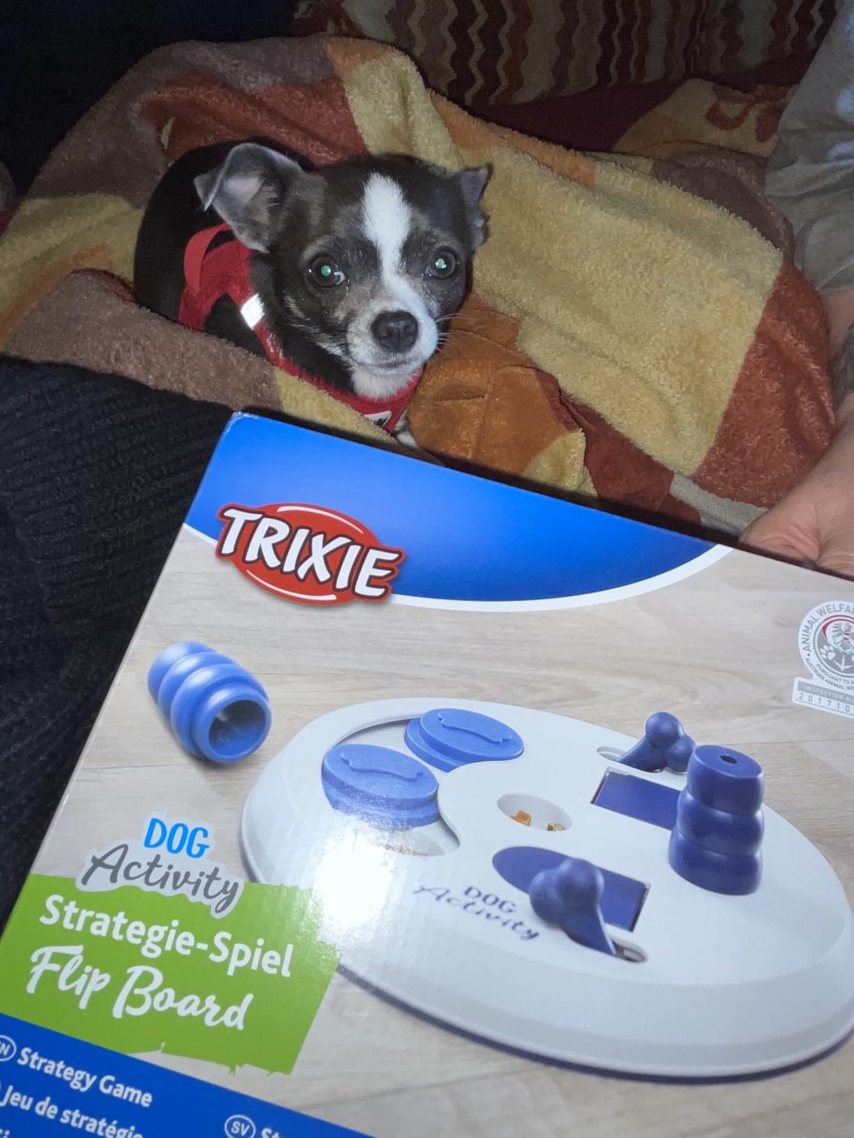 Mein Hund schiebt es nur durch die Küche
