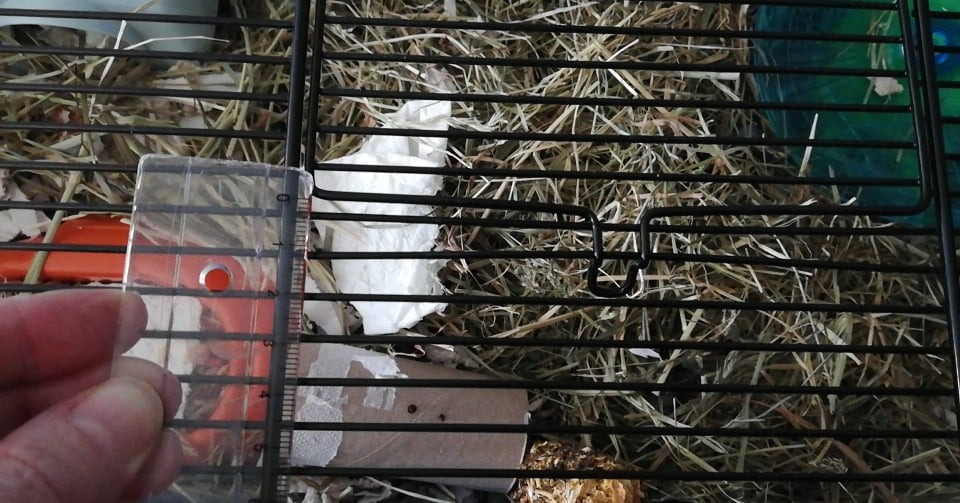 Perfektes erstes Zuhause für unseren Goldhamster