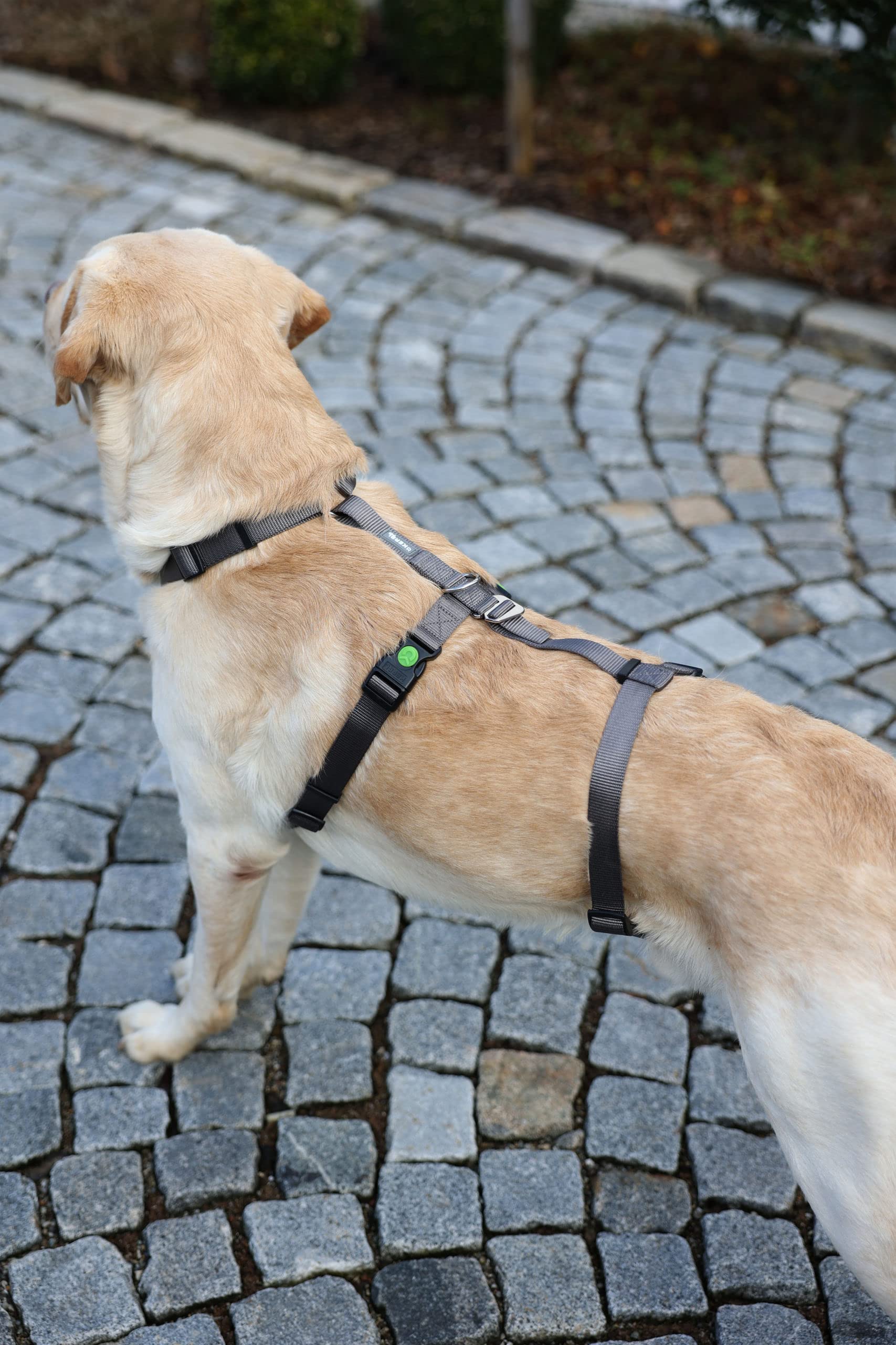 kerbl-pet-panikgeschirr-miami-sicherheitsgeschirr-grau-30-41-cm-15-mm image 4