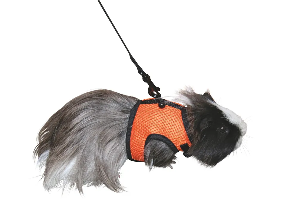 kerbl-pet-sport-meerschweinchengeschirr-mit-flexibler-leine-120-cm image 1