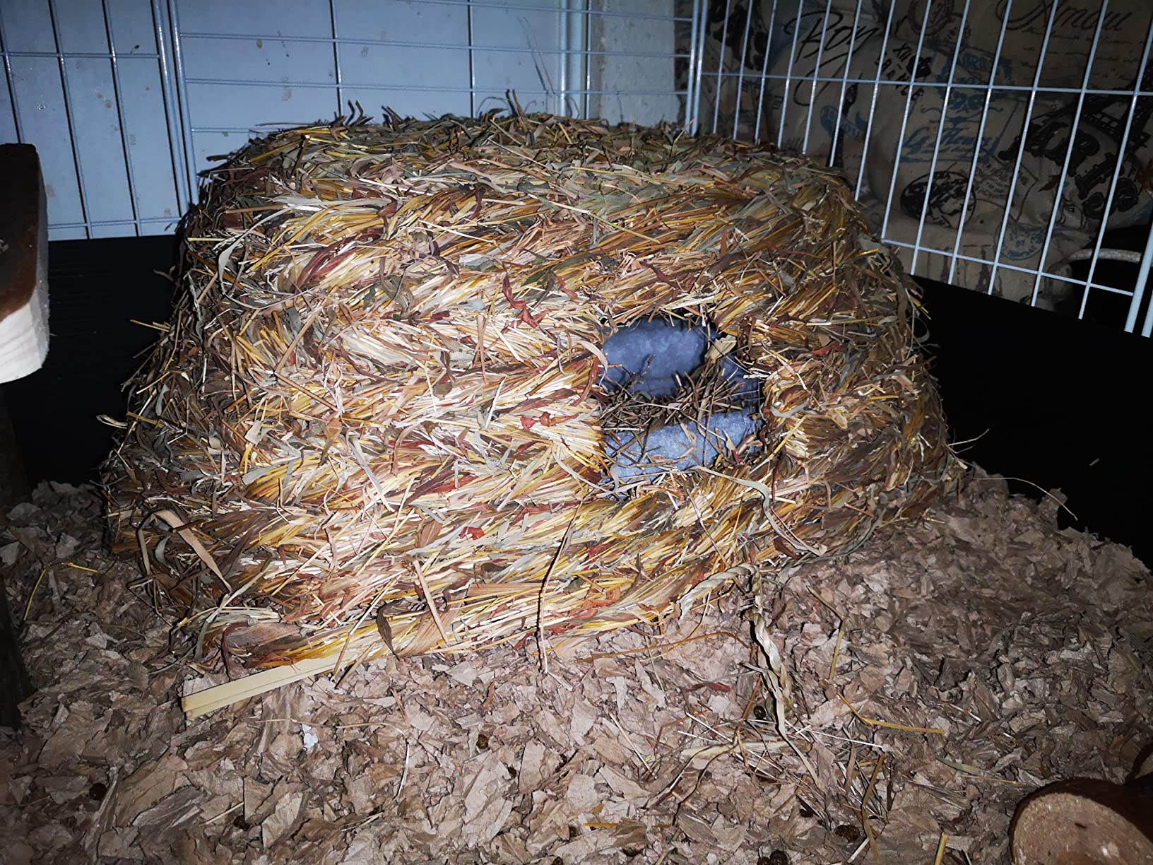 Kaninchen lieben es