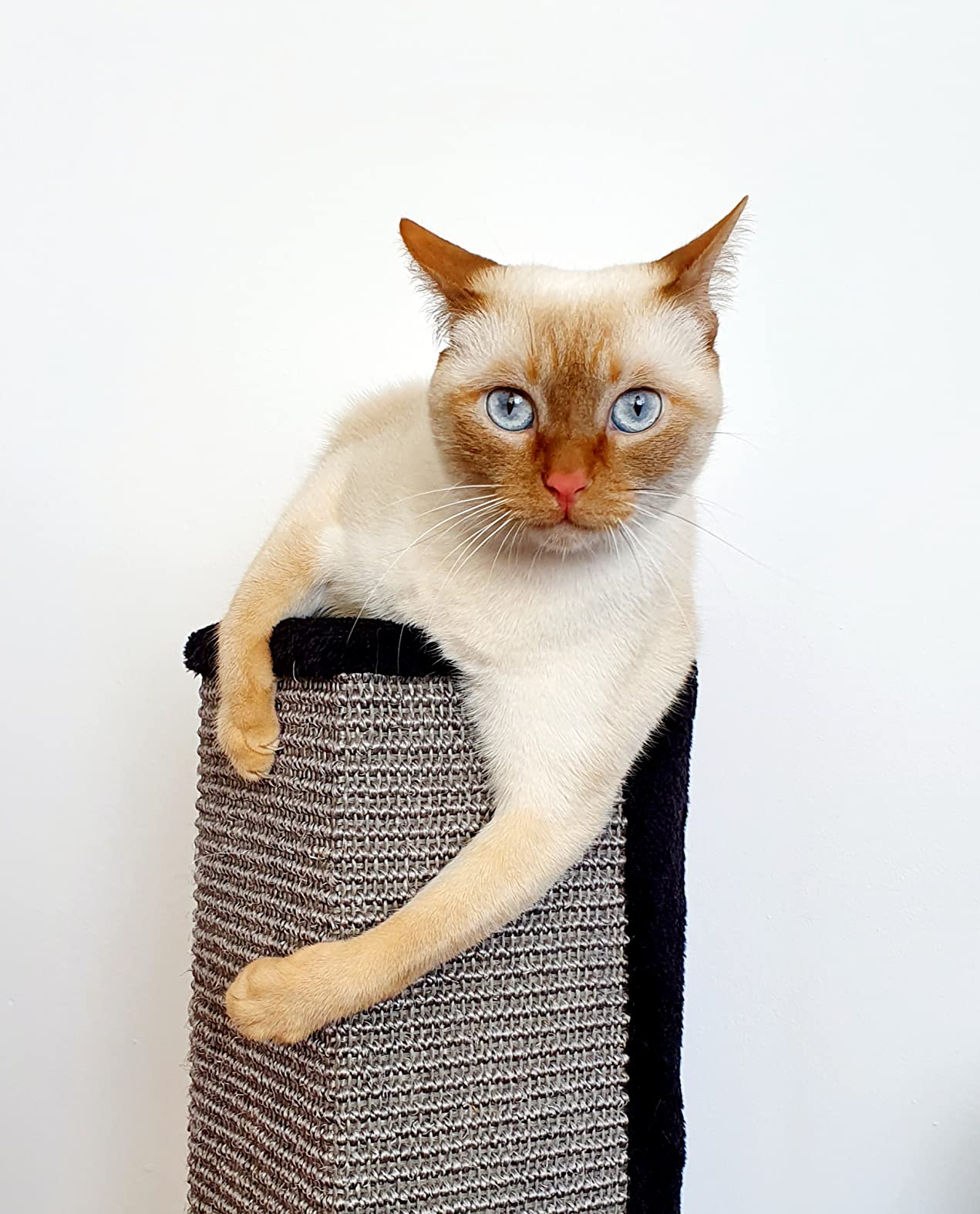 Leider nicht für ängstliche Katzen