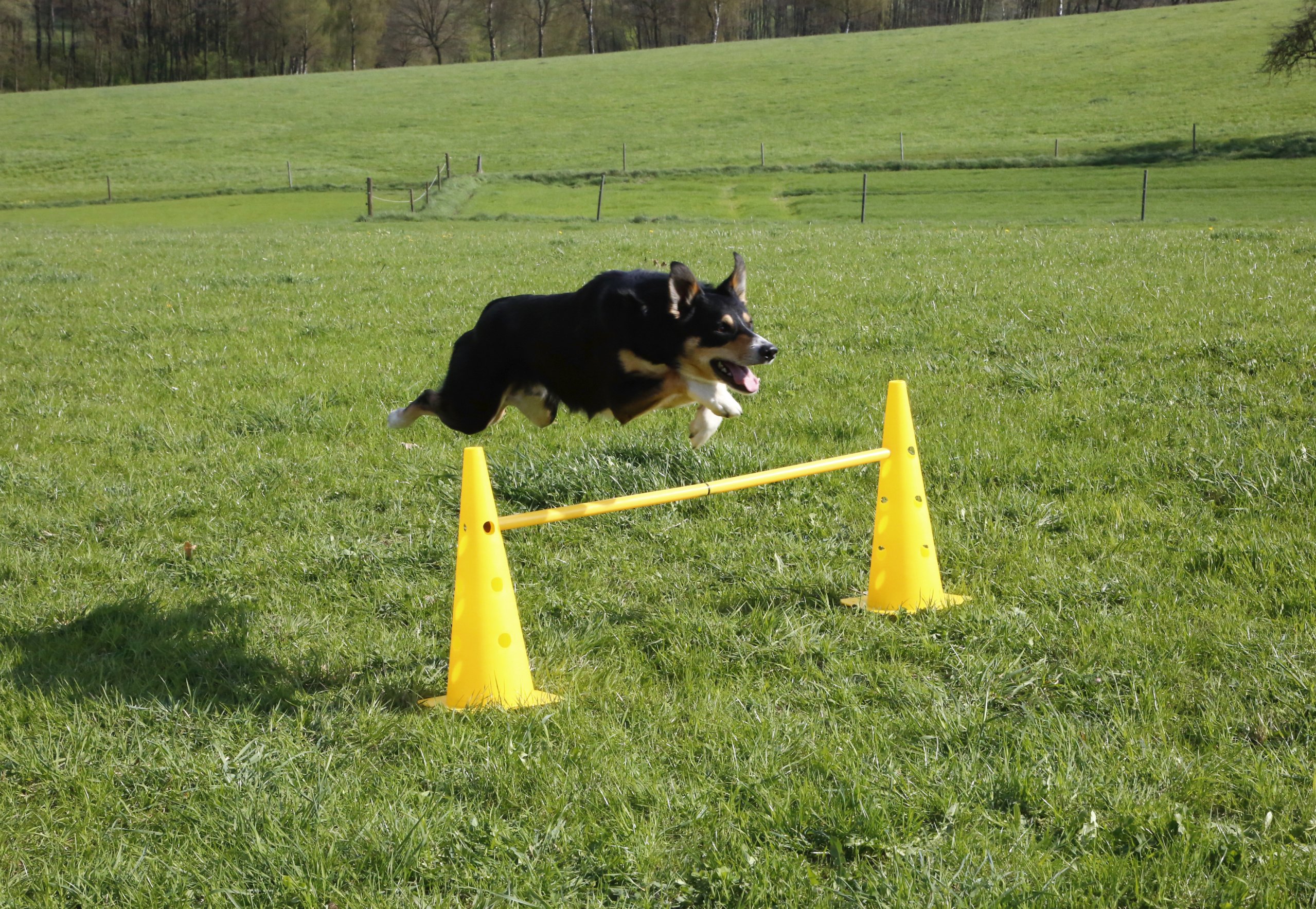 kerbl-pet-agility-pylonen-h-rden-set-3-h-rden-mit-6-pylonen-und-stangen image 6