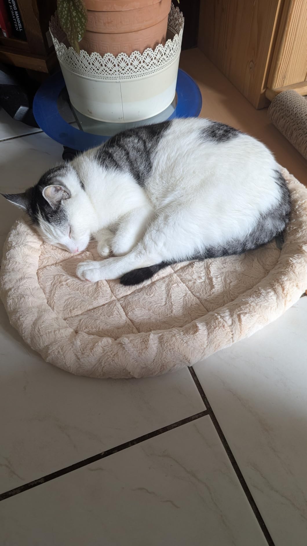 Lieblingsplatz unserer Katze