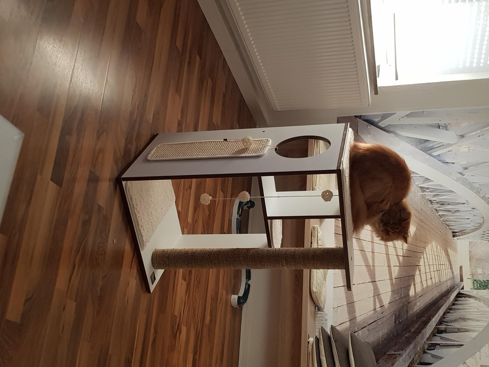 Unsere Maine Coon liebt es