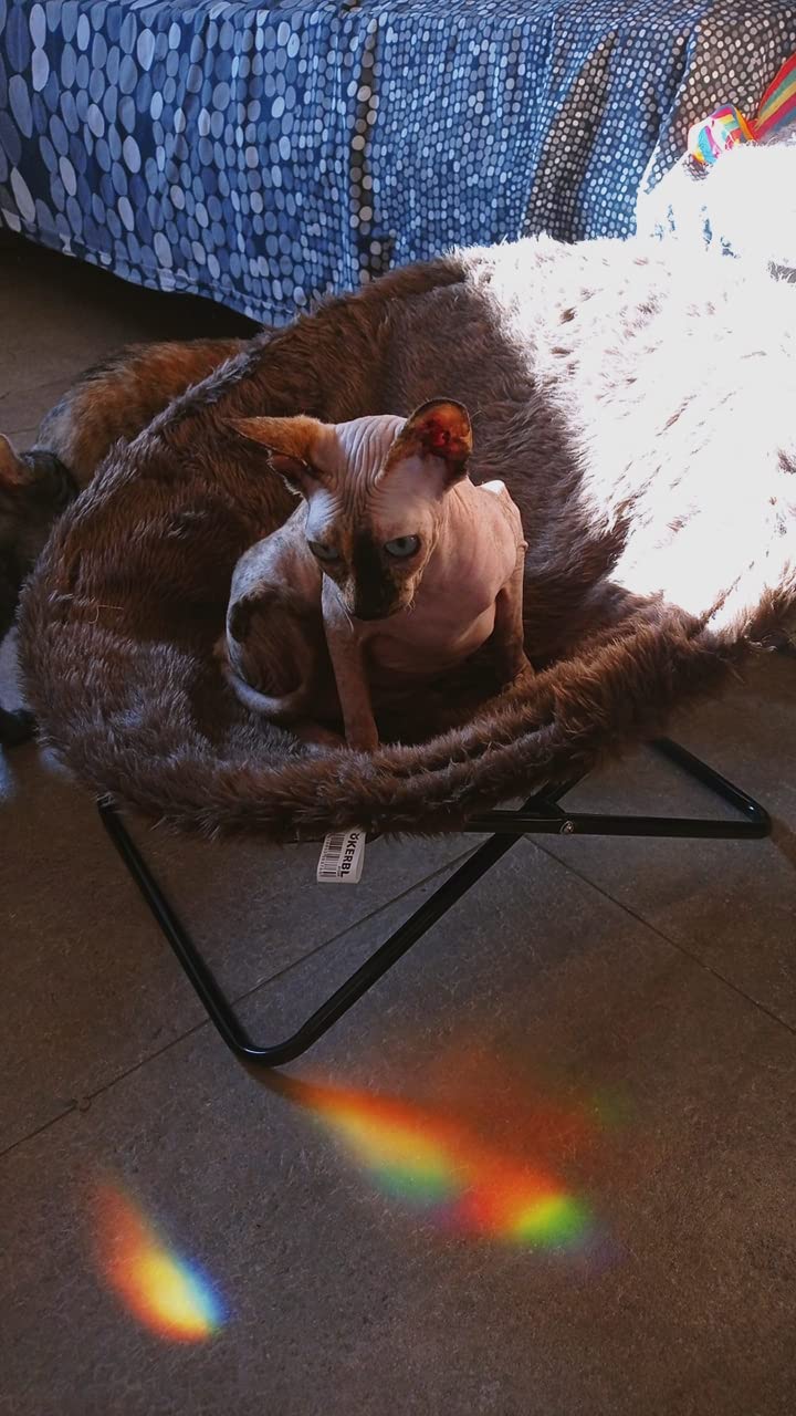 Katzenparadies