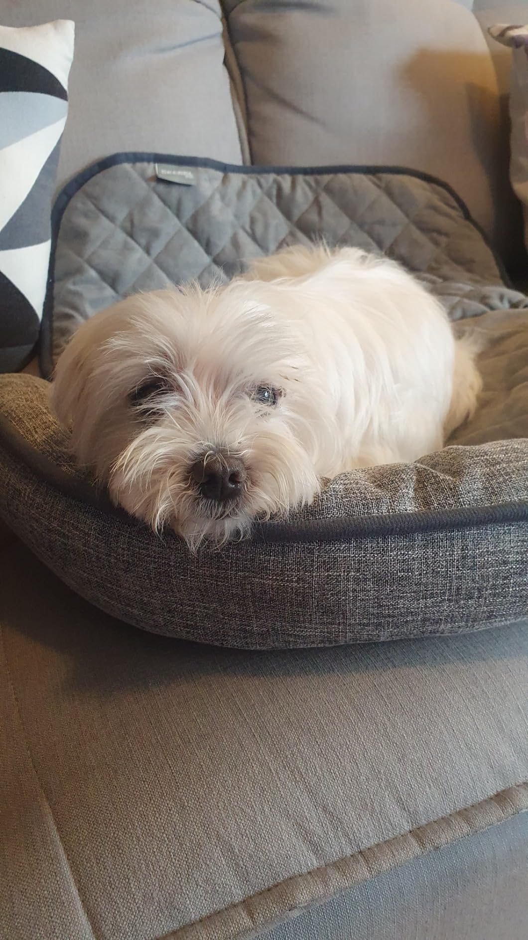 Hund liebt seinen Platz