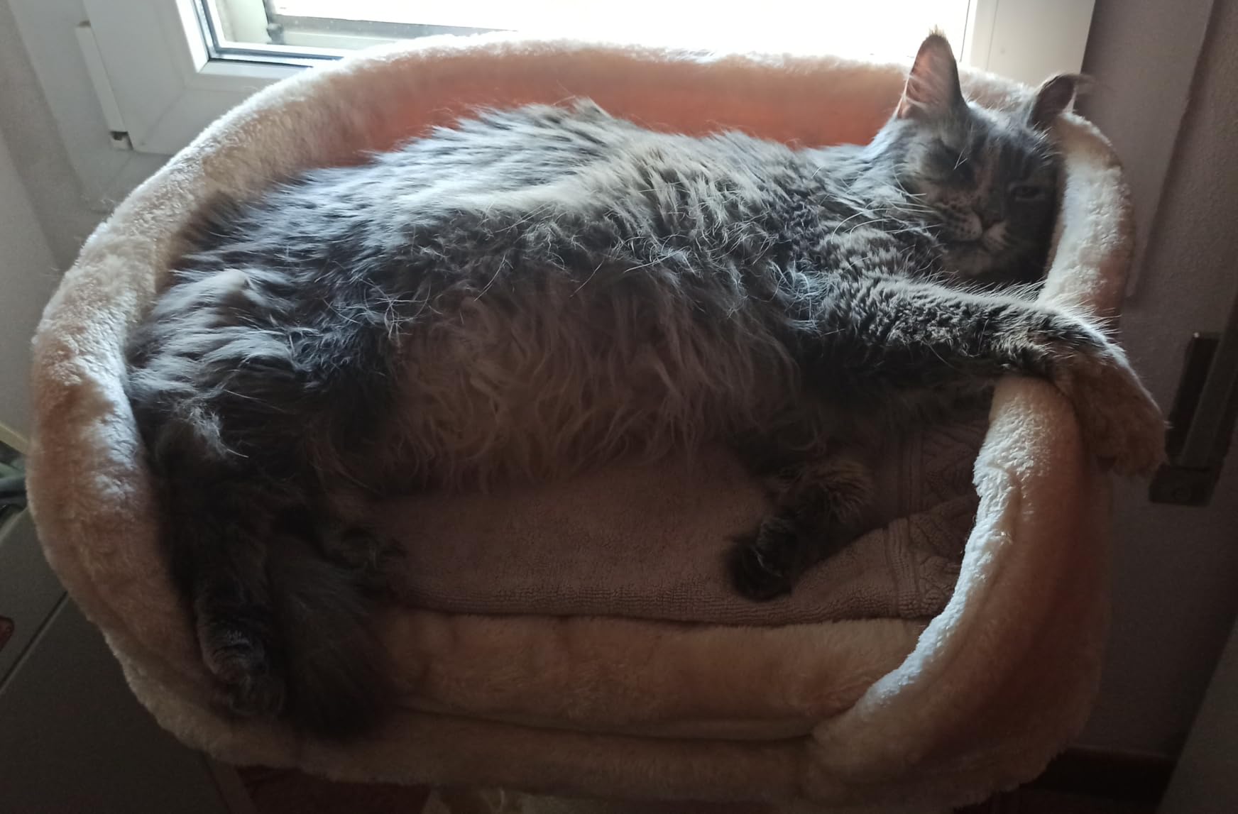 Maine Coon geprüft und bestanden