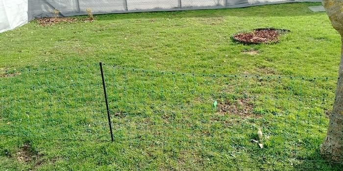 Funktioniert auch für Hühnerküken