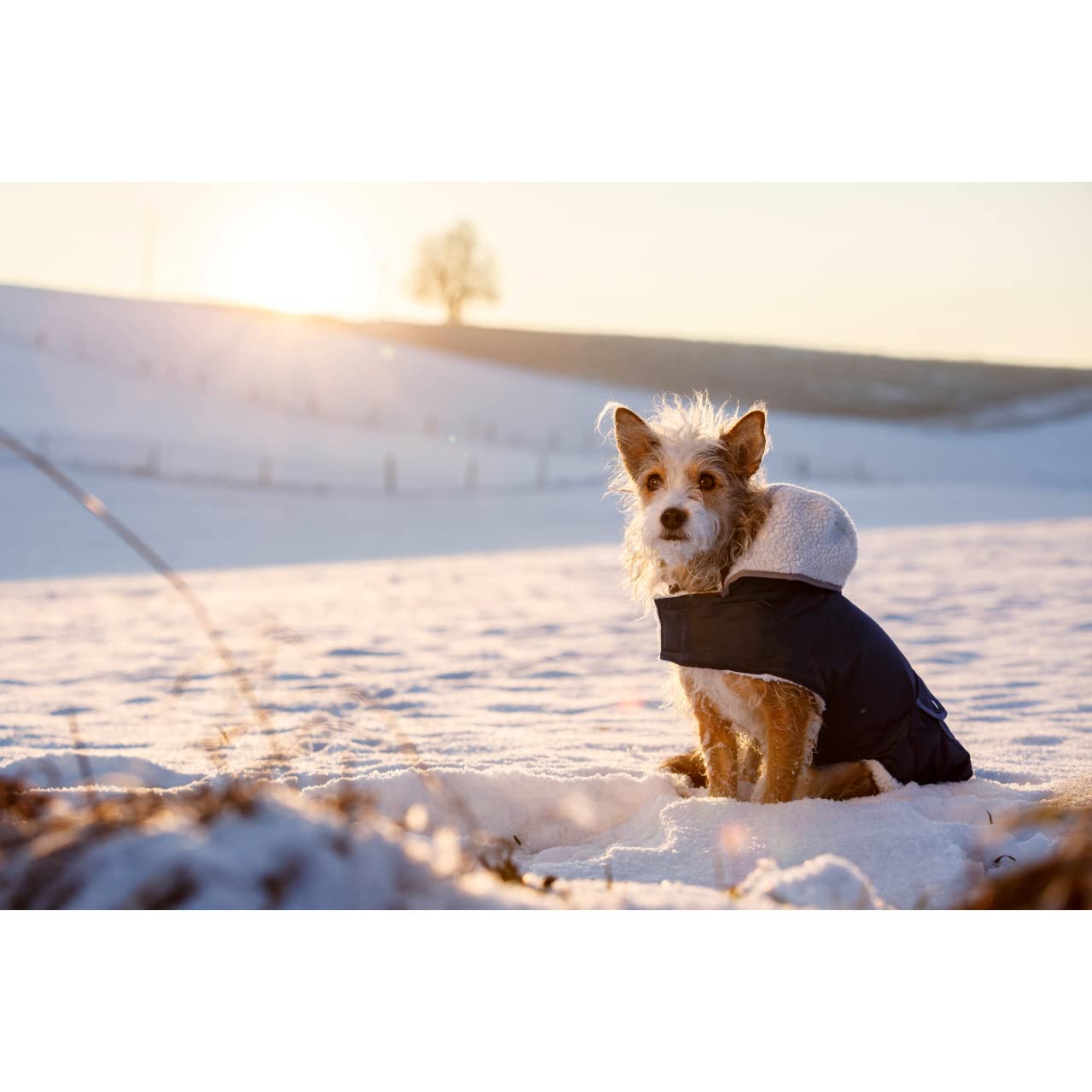 kerbl-hundemantel-teddy-48-cm-bauch-53-68-cm image 2