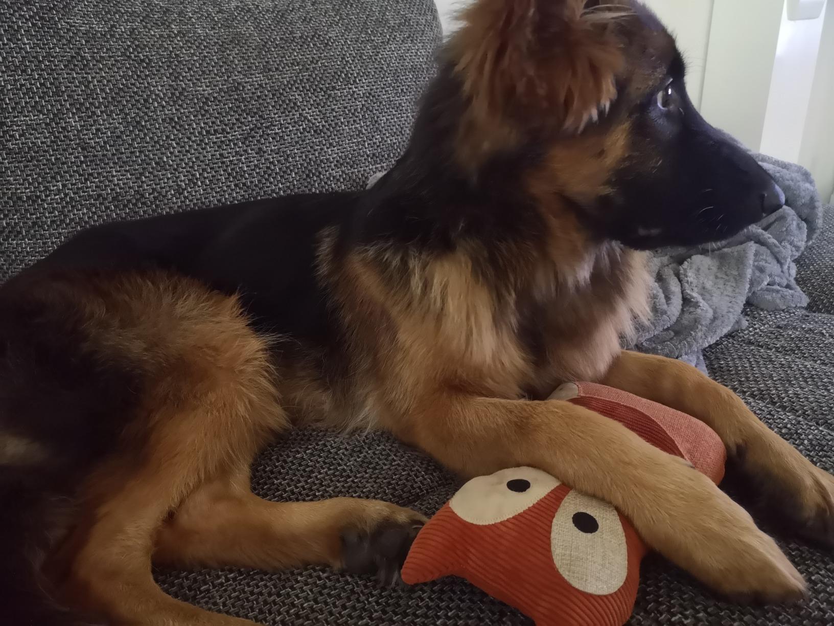 Mein Welpe ist selig