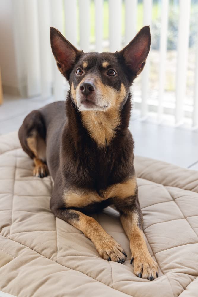 karlie-beeztees-dgs-nano-canvas-sleeper-liegekissen-f-r-hunde-49-x-36-x-3-5-cm-s image 5