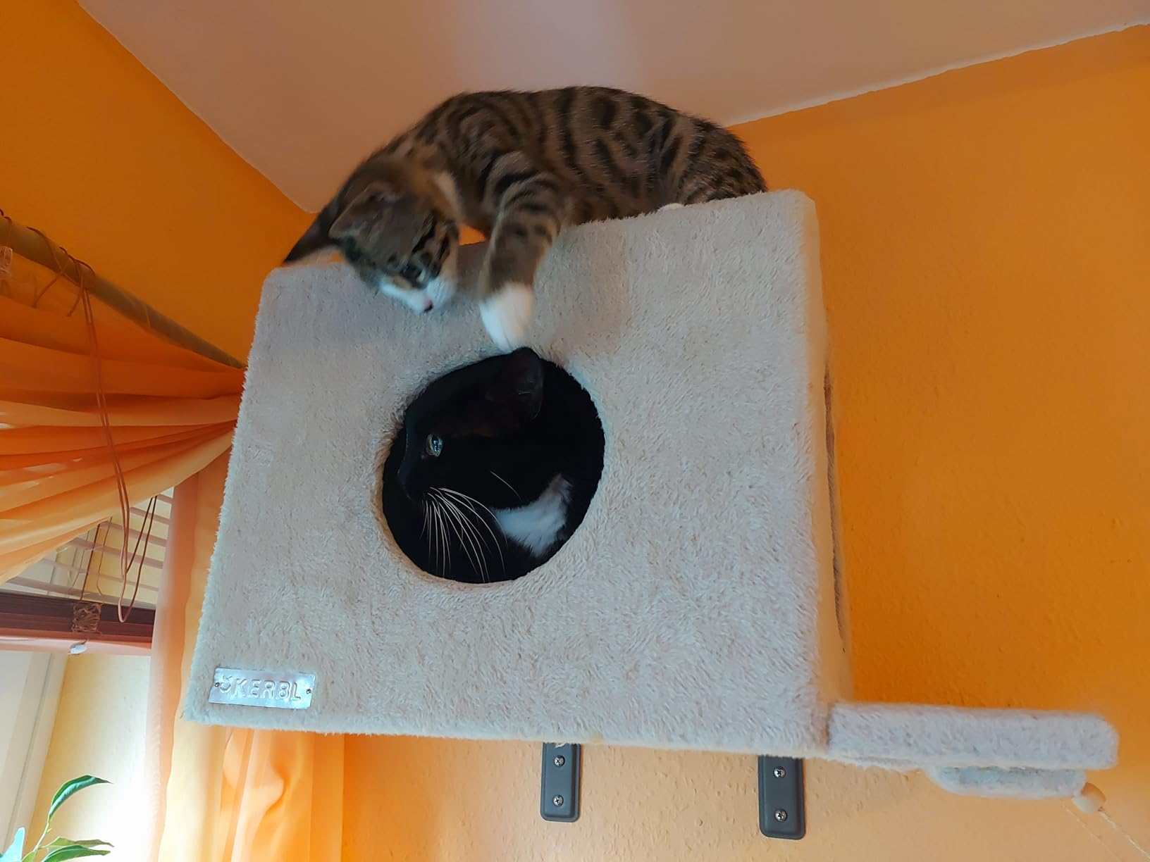 Katzen glücklich