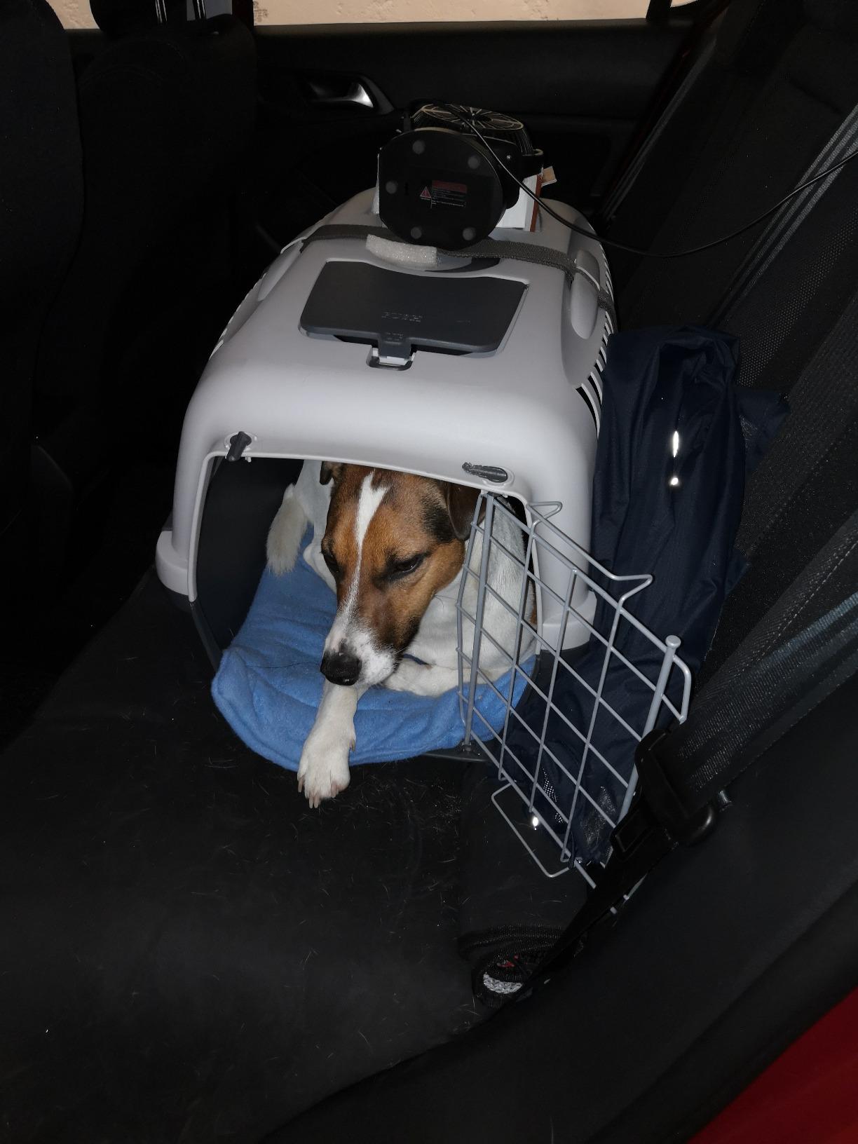 Perfekt für unseren Beagle-Mix