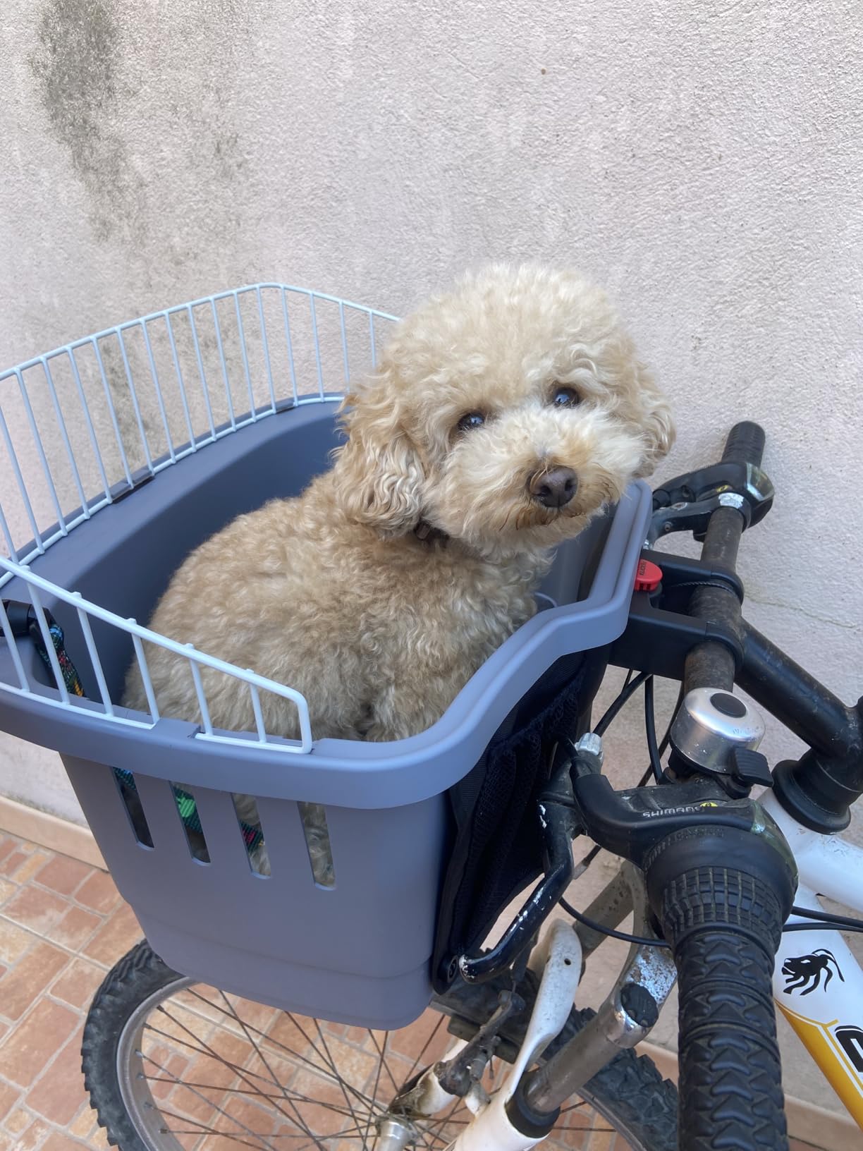 Gute Lösung für kleine Hunde