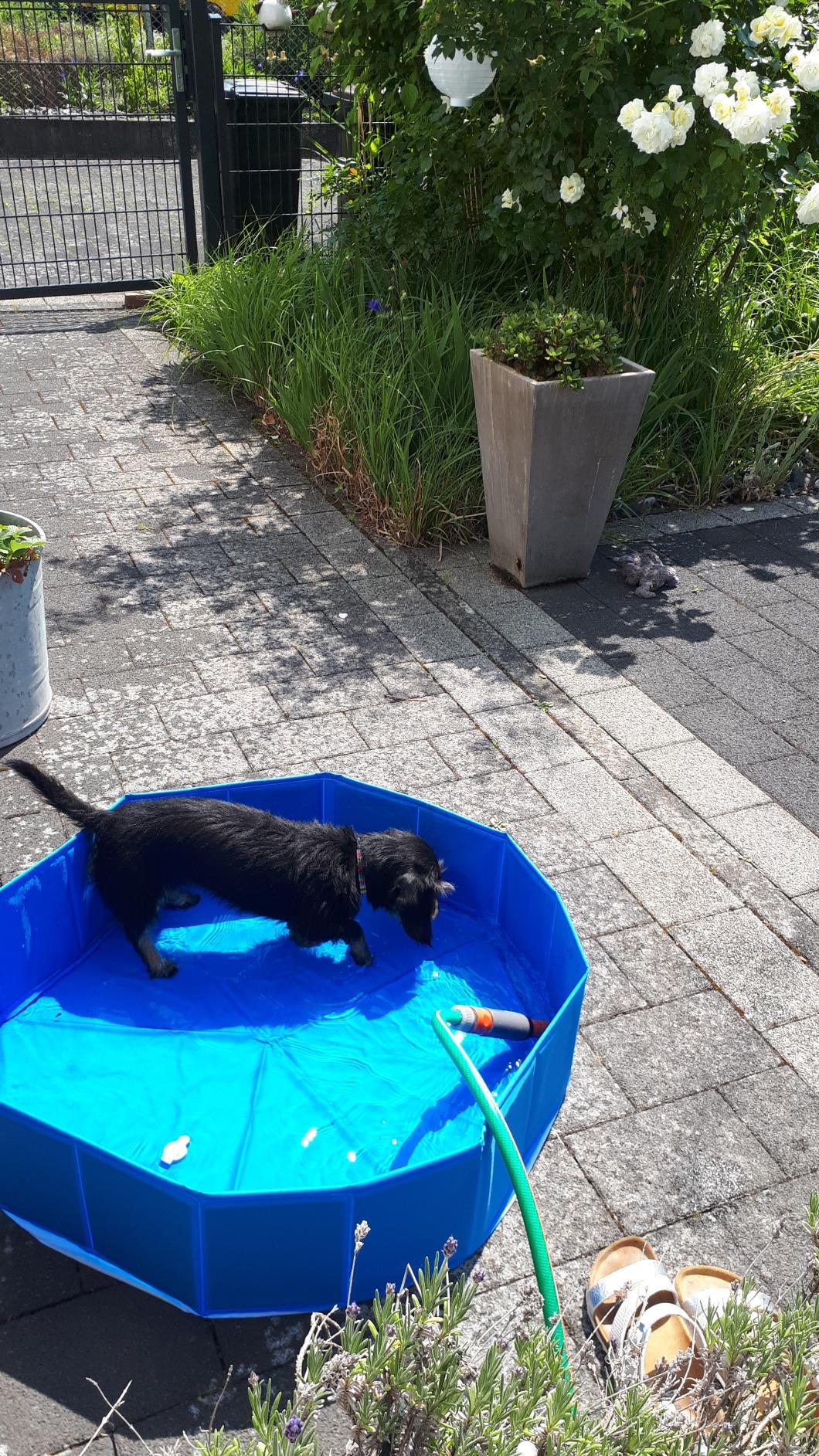 Schneller Aufbau, Hund musste sich trauen